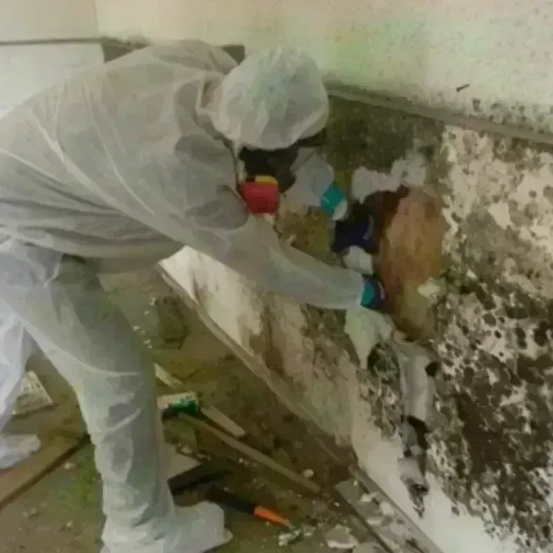 Mold Remediation and Removal in Perkasie, PA